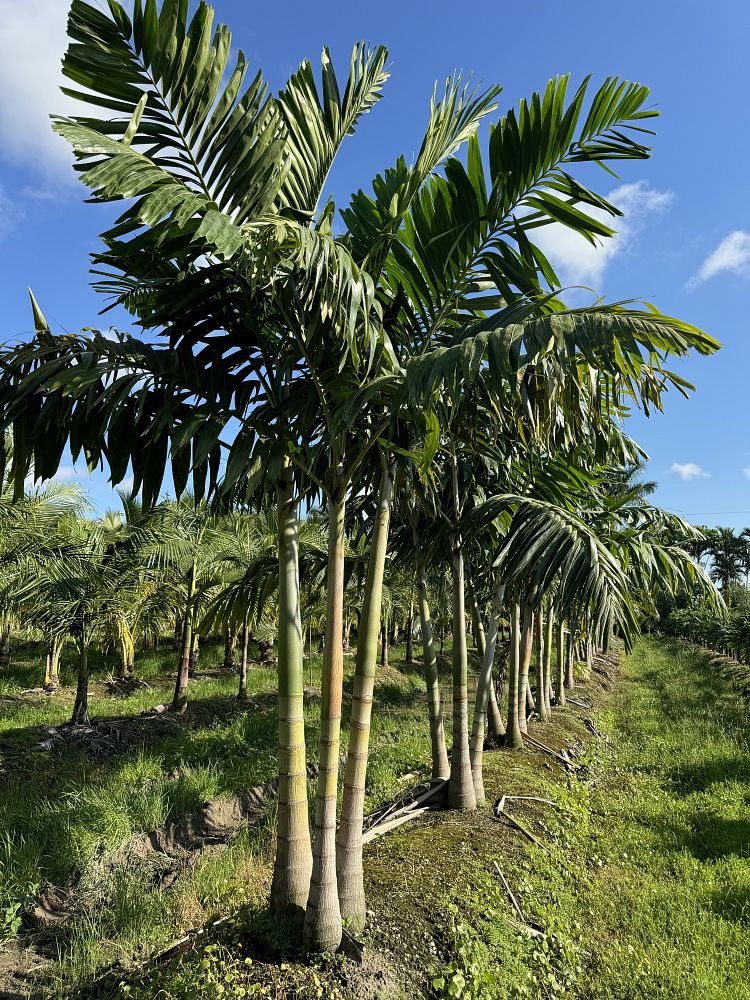 veitchia-arecina-veitchia-montgomeryana-montgomery-palm-veitchia-macdanielsii