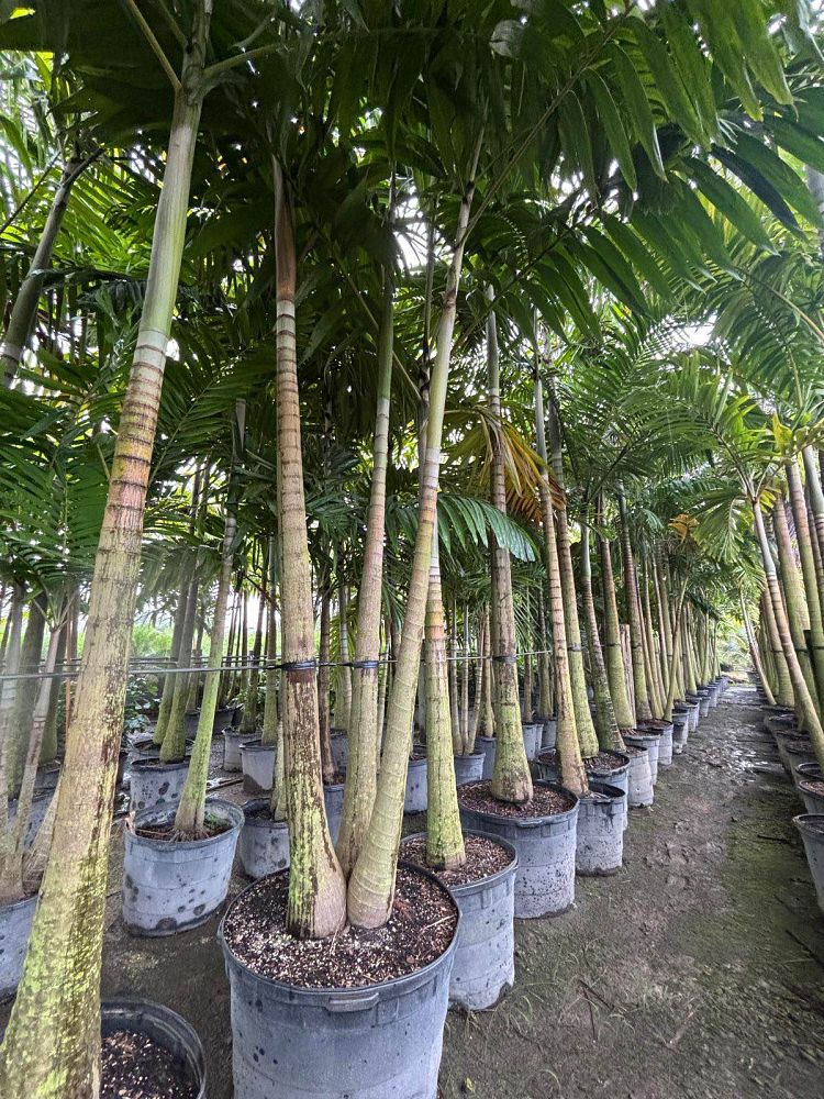 veitchia-arecina-veitchia-montgomeryana-montgomery-palm-veitchia-macdanielsii