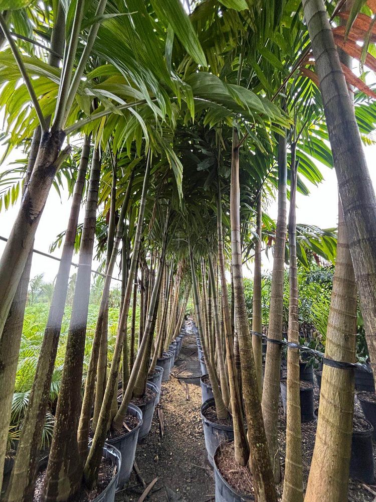 veitchia-arecina-veitchia-montgomeryana-montgomery-palm-veitchia-macdanielsii