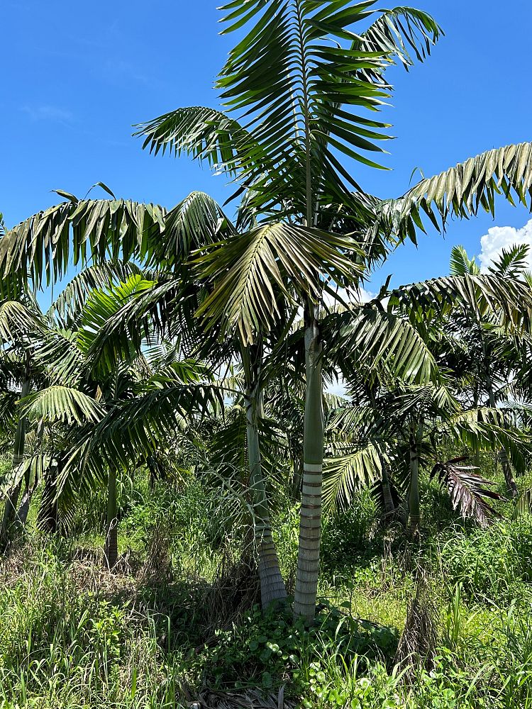 veitchia-arecina-veitchia-montgomeryana-montgomery-palm-veitchia-macdanielsii