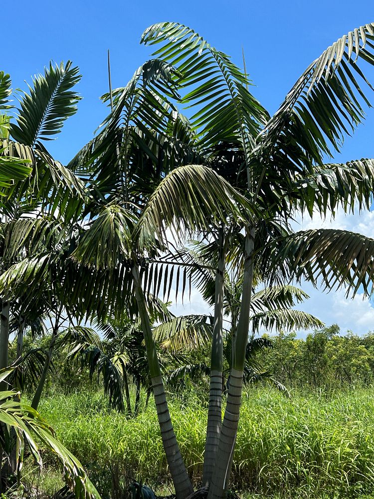 veitchia-arecina-veitchia-montgomeryana-montgomery-palm-veitchia-macdanielsii