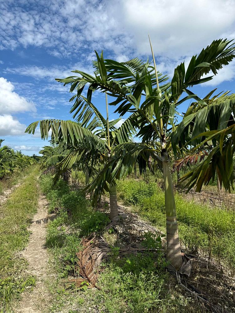 veitchia-arecina-veitchia-montgomeryana-montgomery-palm-veitchia-macdanielsii