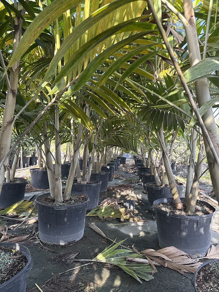 veitchia-arecina-veitchia-montgomeryana-montgomery-palm-veitchia-macdanielsii