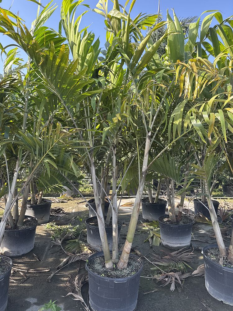 veitchia-arecina-veitchia-montgomeryana-montgomery-palm-veitchia-macdanielsii
