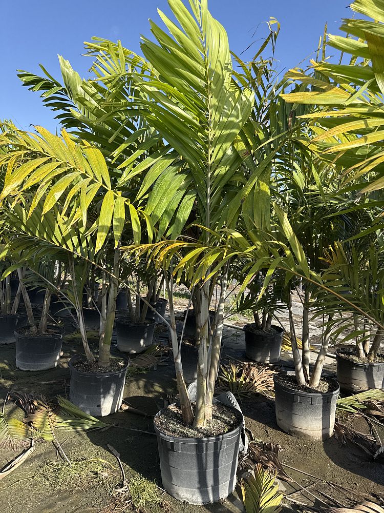 veitchia-arecina-veitchia-montgomeryana-montgomery-palm-veitchia-macdanielsii