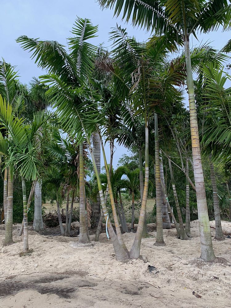 veitchia-arecina-veitchia-montgomeryana-montgomery-palm-veitchia-macdanielsii
