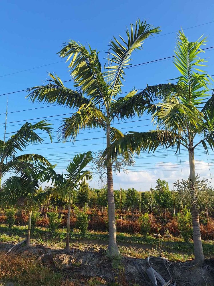 veitchia-arecina-veitchia-montgomeryana-montgomery-palm-veitchia-macdanielsii
