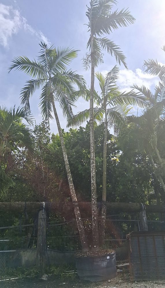 veitchia-arecina-veitchia-montgomeryana-montgomery-palm-veitchia-macdanielsii