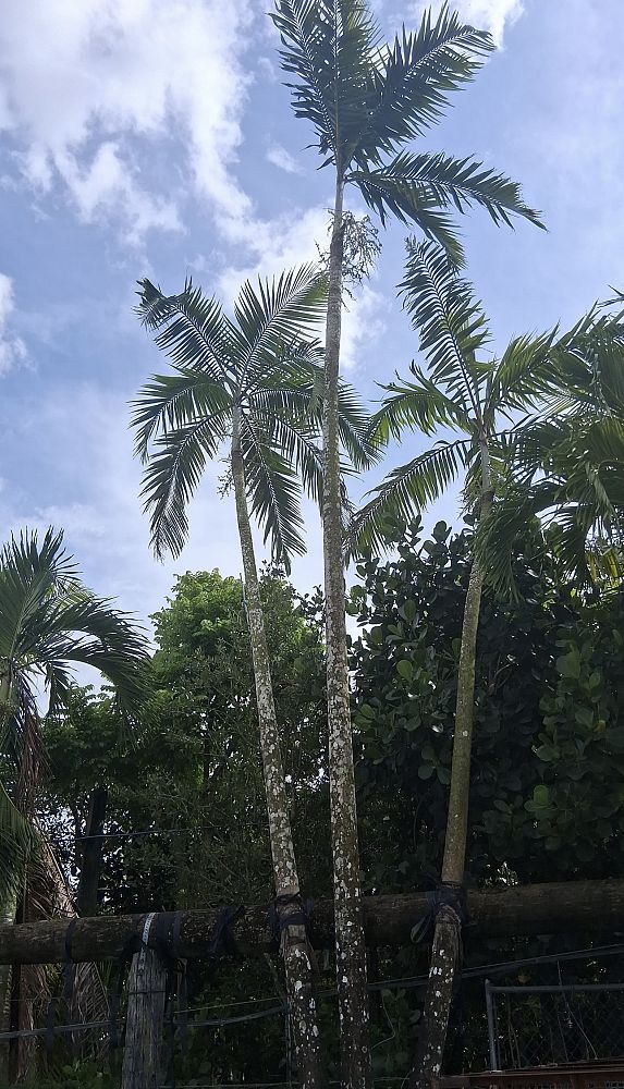 veitchia-arecina-veitchia-montgomeryana-montgomery-palm-veitchia-macdanielsii