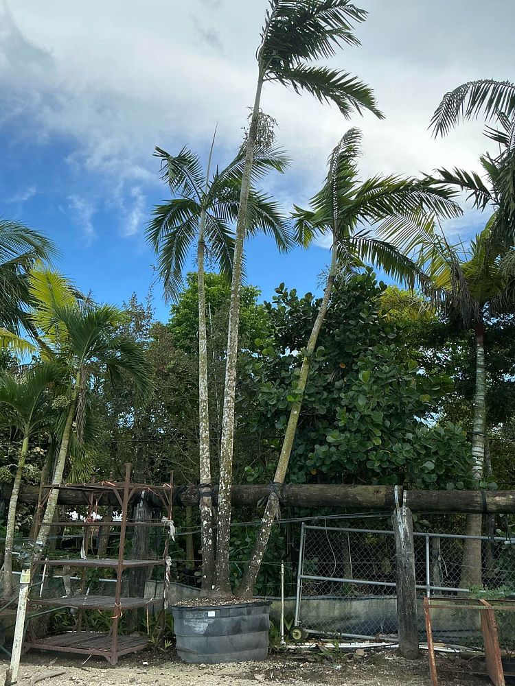 veitchia-arecina-veitchia-montgomeryana-montgomery-palm-veitchia-macdanielsii