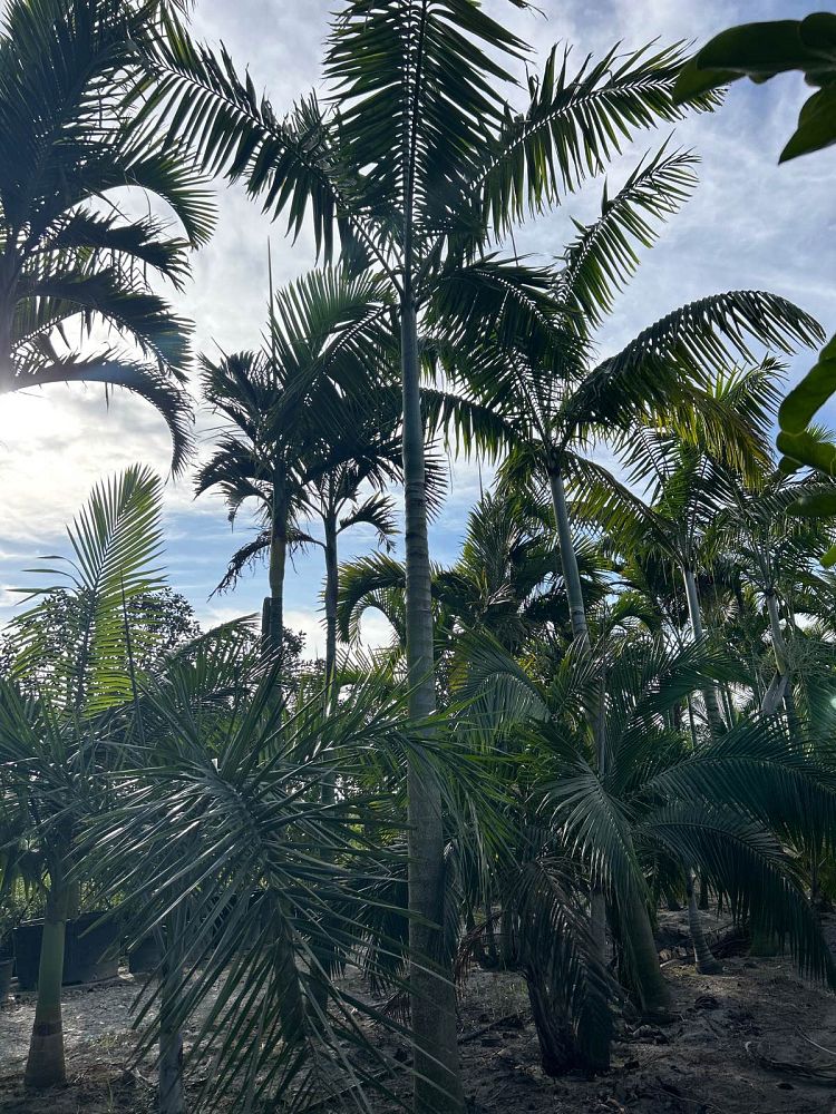 veitchia-arecina-veitchia-montgomeryana-montgomery-palm-veitchia-macdanielsii