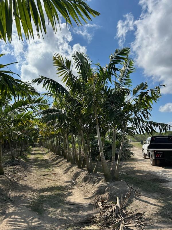 veitchia-arecina-veitchia-montgomeryana-montgomery-palm-veitchia-macdanielsii
