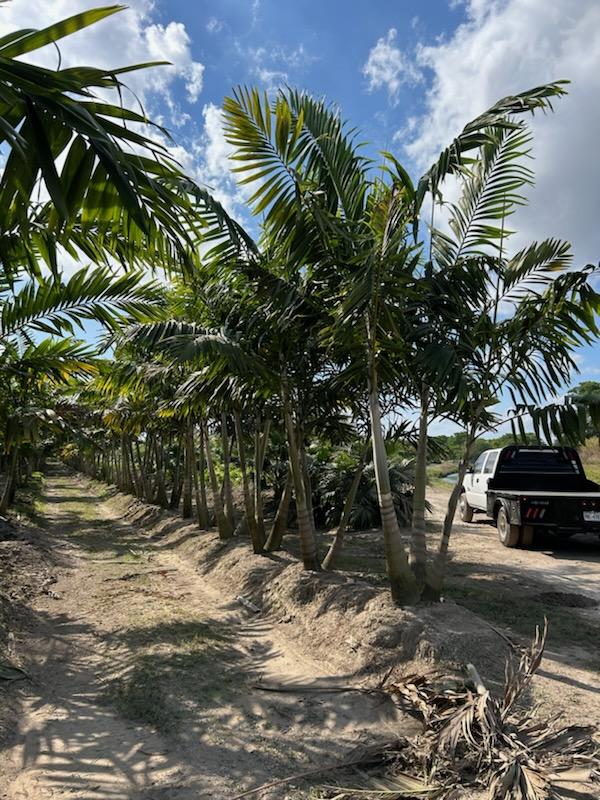 veitchia-arecina-veitchia-montgomeryana-montgomery-palm-veitchia-macdanielsii
