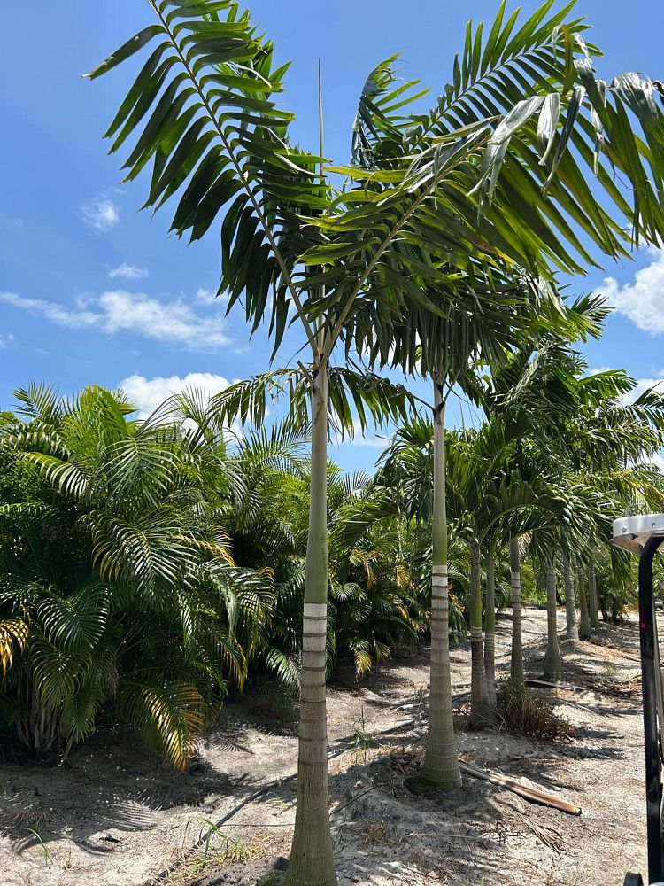 veitchia-arecina-veitchia-montgomeryana-montgomery-palm-veitchia-macdanielsii