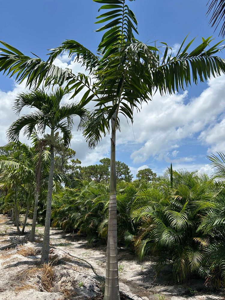 veitchia-arecina-veitchia-montgomeryana-montgomery-palm-veitchia-macdanielsii