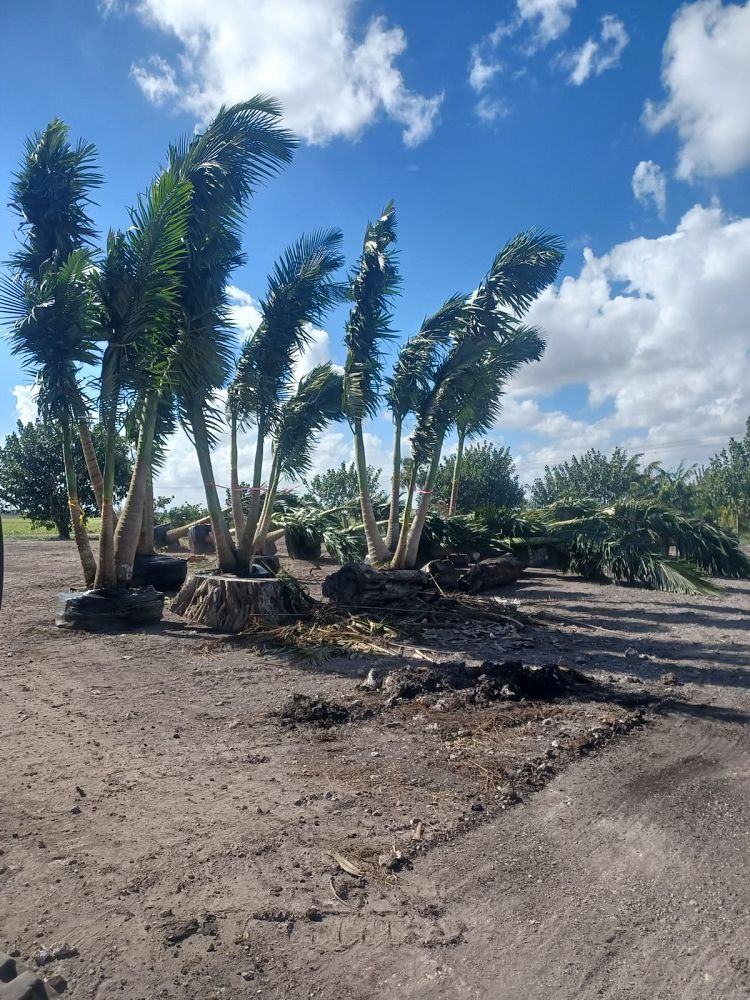 veitchia-arecina-veitchia-montgomeryana-montgomery-palm-veitchia-macdanielsii