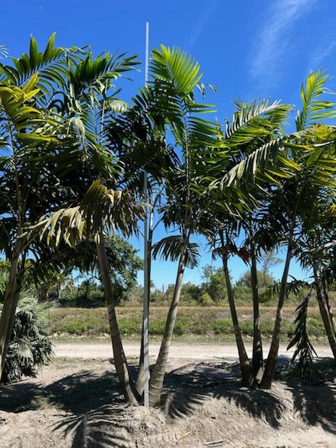veitchia-arecina-veitchia-montgomeryana-montgomery-palm-veitchia-macdanielsii