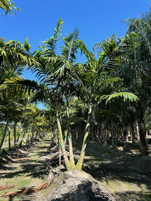 veitchia-arecina-veitchia-montgomeryana-montgomery-palm-veitchia-macdanielsii