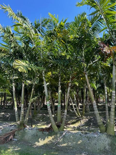 veitchia-arecina-veitchia-montgomeryana-montgomery-palm-veitchia-macdanielsii