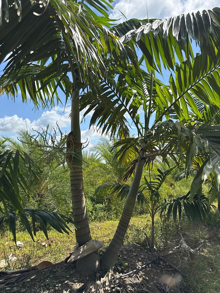 veitchia-arecina-veitchia-montgomeryana-montgomery-palm-veitchia-macdanielsii