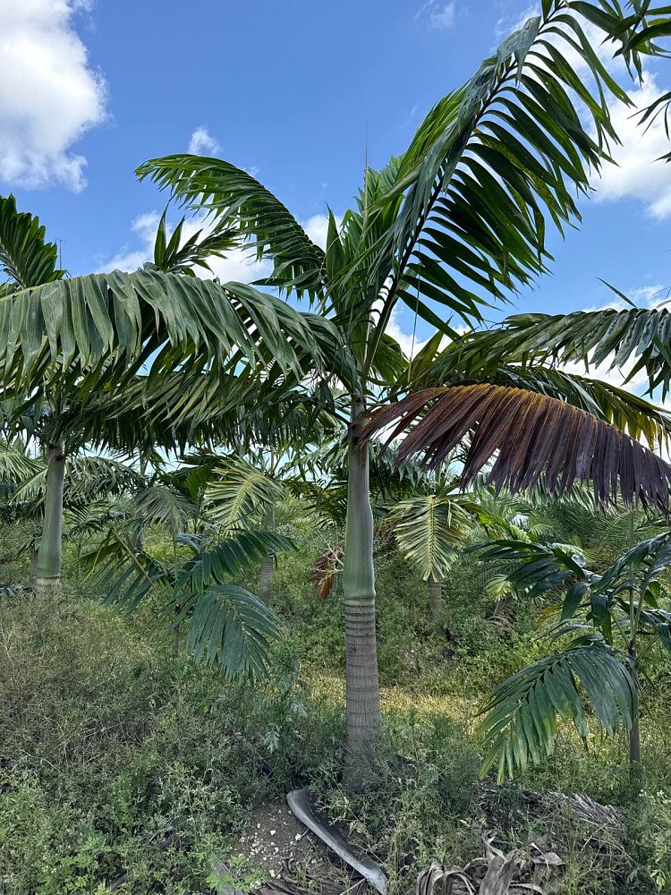 veitchia-arecina-veitchia-montgomeryana-montgomery-palm-veitchia-macdanielsii