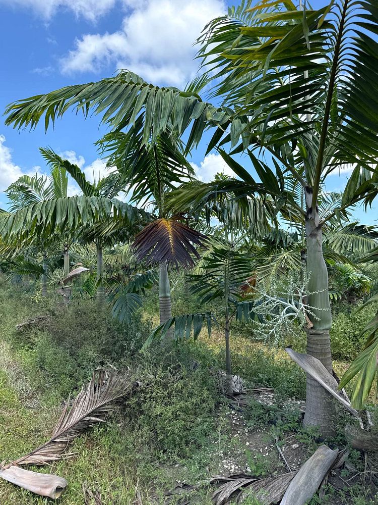 veitchia-arecina-veitchia-montgomeryana-montgomery-palm-veitchia-macdanielsii
