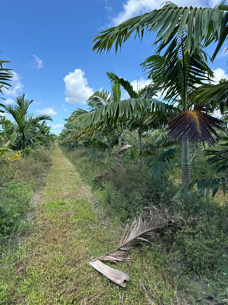 veitchia-arecina-veitchia-montgomeryana-montgomery-palm-veitchia-macdanielsii