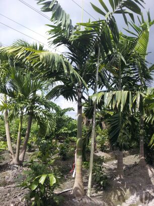 veitchia-arecina-veitchia-montgomeryana-montgomery-palm-veitchia-macdanielsii