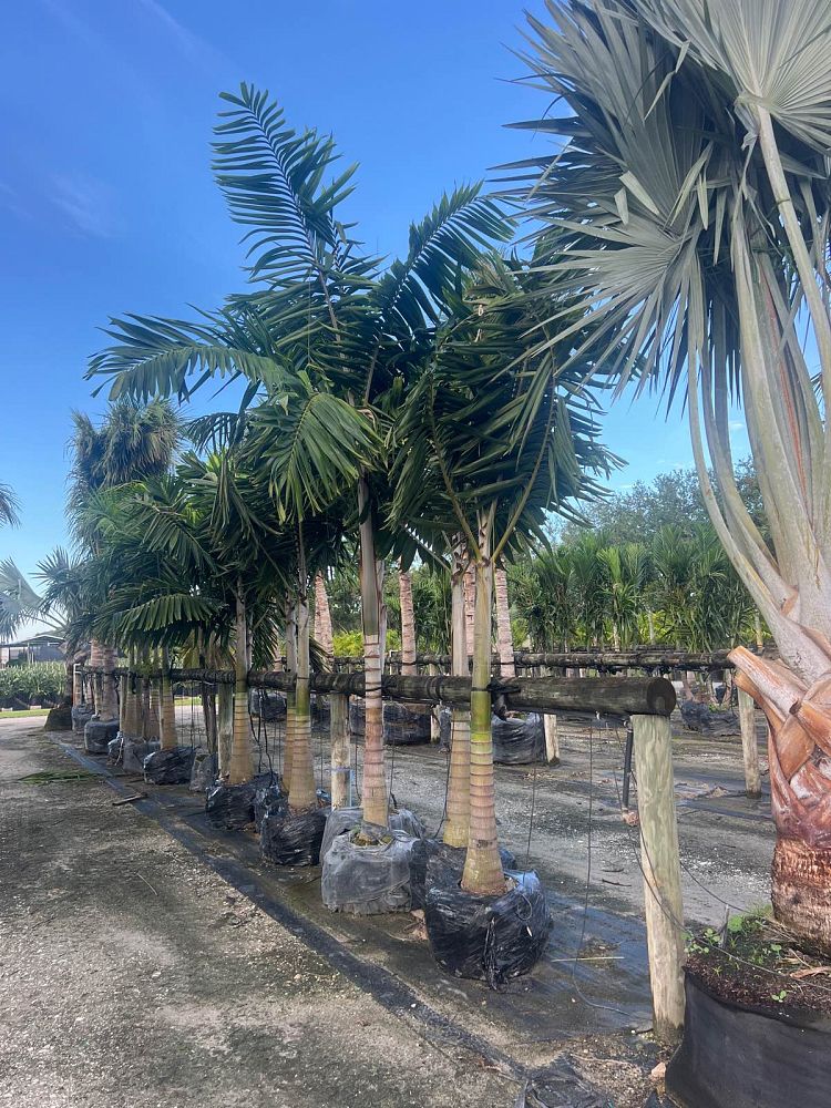 veitchia-arecina-veitchia-montgomeryana-montgomery-palm-veitchia-macdanielsii