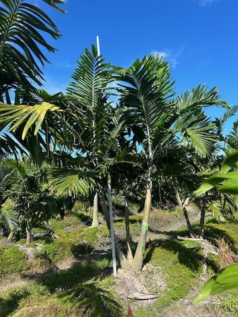 veitchia-arecina-veitchia-montgomeryana-montgomery-palm-veitchia-macdanielsii