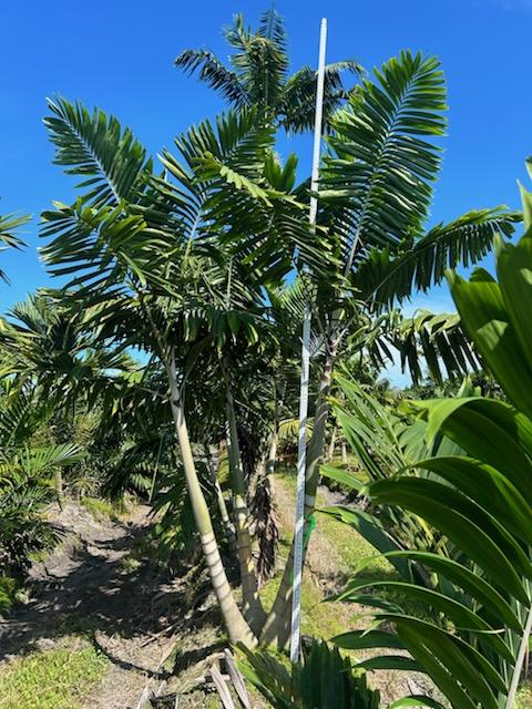 veitchia-arecina-veitchia-montgomeryana-montgomery-palm-veitchia-macdanielsii