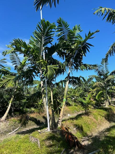 veitchia-arecina-veitchia-montgomeryana-montgomery-palm-veitchia-macdanielsii