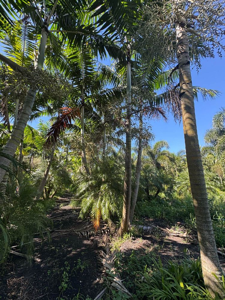 veitchia-arecina-veitchia-montgomeryana-montgomery-palm-veitchia-macdanielsii