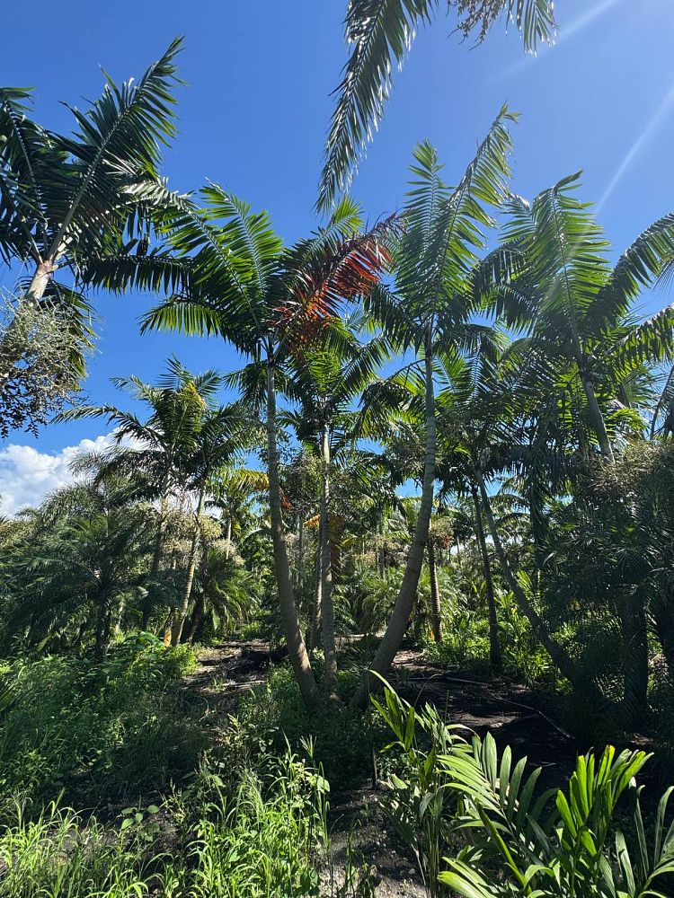 veitchia-arecina-veitchia-montgomeryana-montgomery-palm-veitchia-macdanielsii