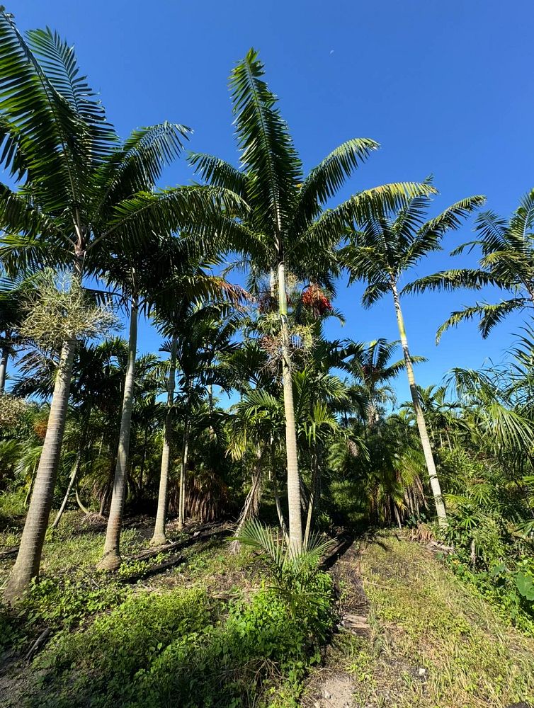 veitchia-arecina-veitchia-montgomeryana-montgomery-palm-veitchia-macdanielsii