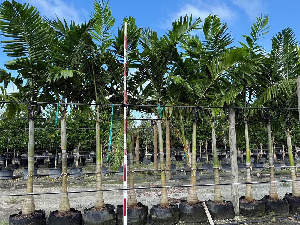 veitchia-arecina-veitchia-montgomeryana-montgomery-palm-veitchia-macdanielsii