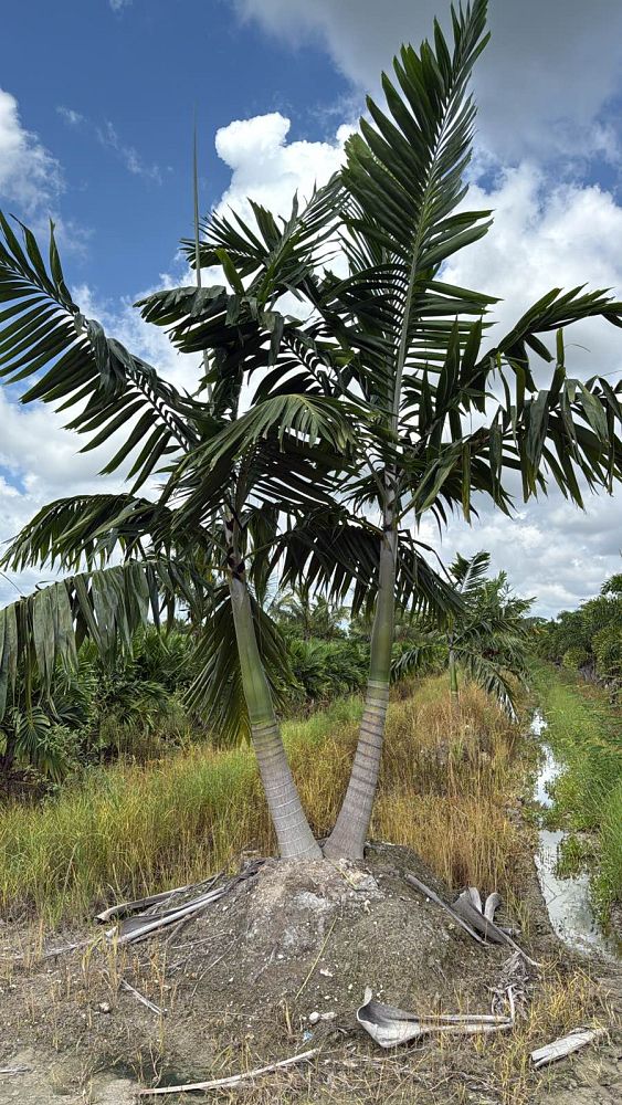 veitchia-arecina-veitchia-montgomeryana-montgomery-palm-veitchia-macdanielsii