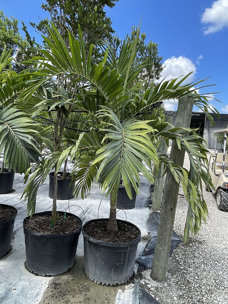 veitchia-merrillii-aurea-variegata-variegated-christmas-palm-adonidia-merrillii
