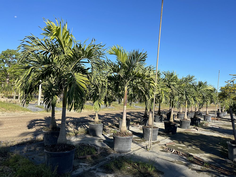 veitchia-merrillii-aurea-variegata-variegated-christmas-palm-adonidia-merrillii