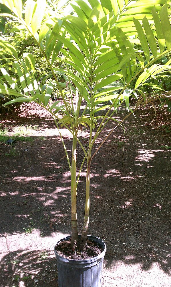 Green-Land Tropical Nursery | plantANT.com