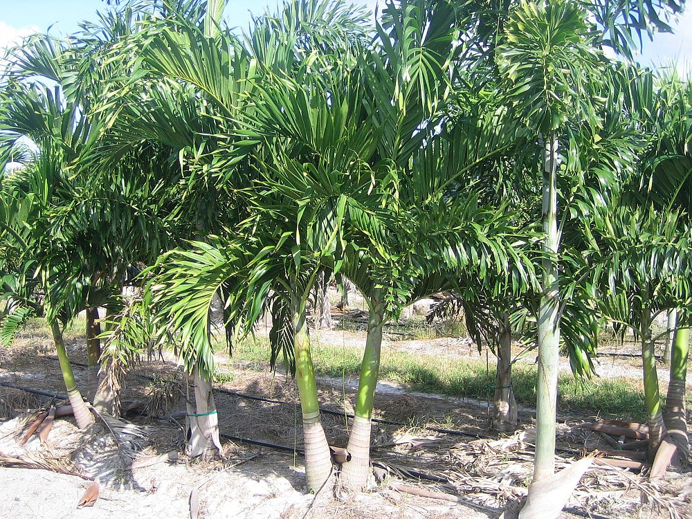 veitchia-merrillii-christmas-palm-adonidia-merrillii