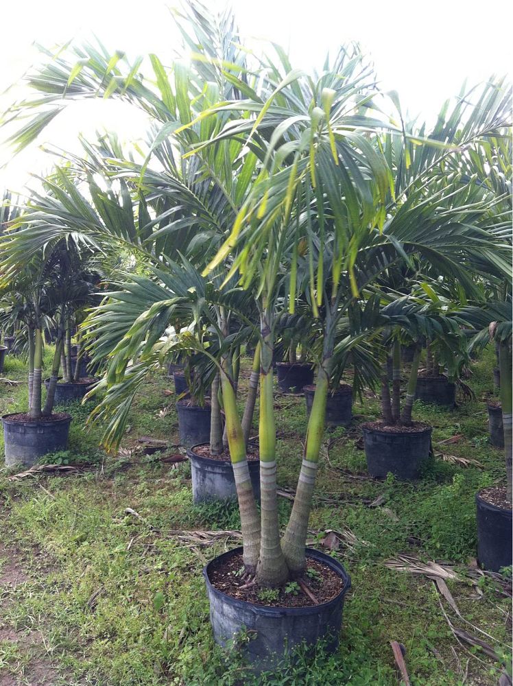 veitchia-merrillii-christmas-palm-adonidia-merrillii