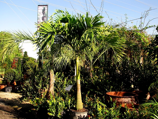 veitchia-merrillii-christmas-palm-adonidia-merrillii