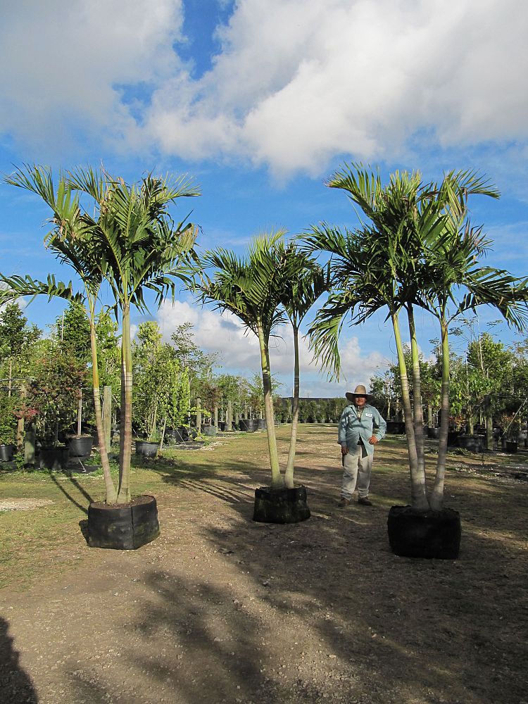 veitchia-merrillii-christmas-palm-adonidia-merrillii