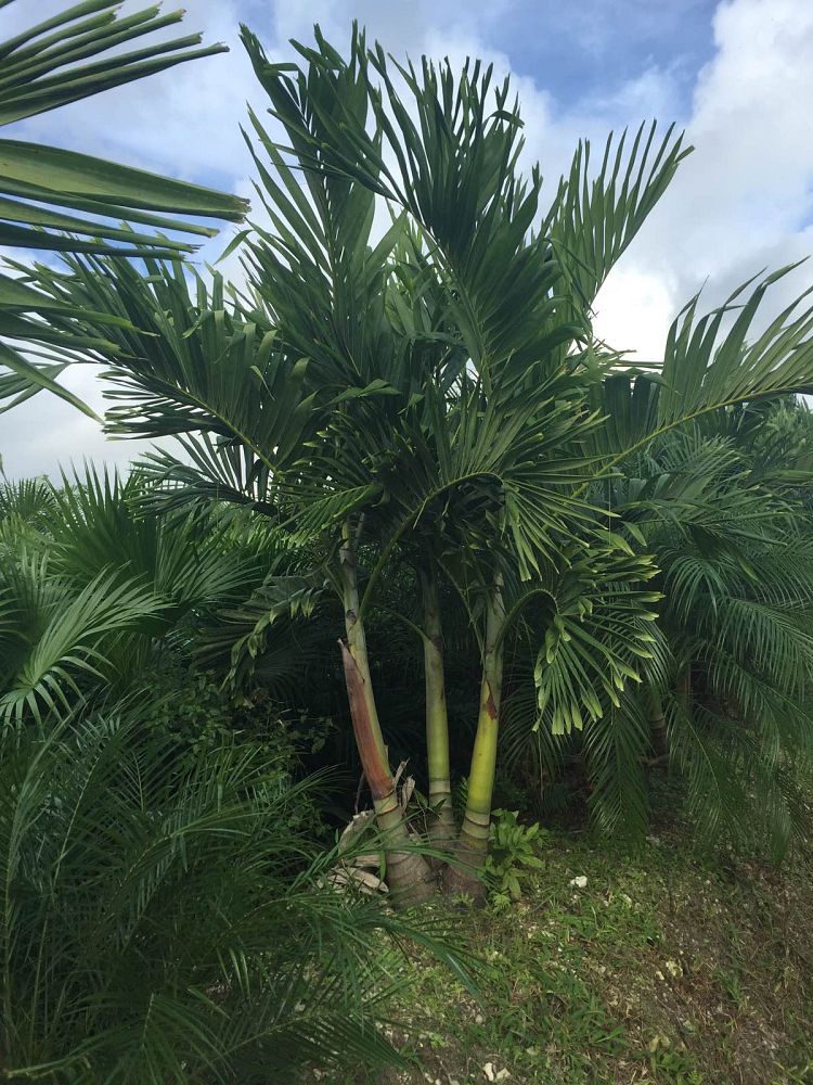 veitchia-merrillii-christmas-palm-adonidia-merrillii