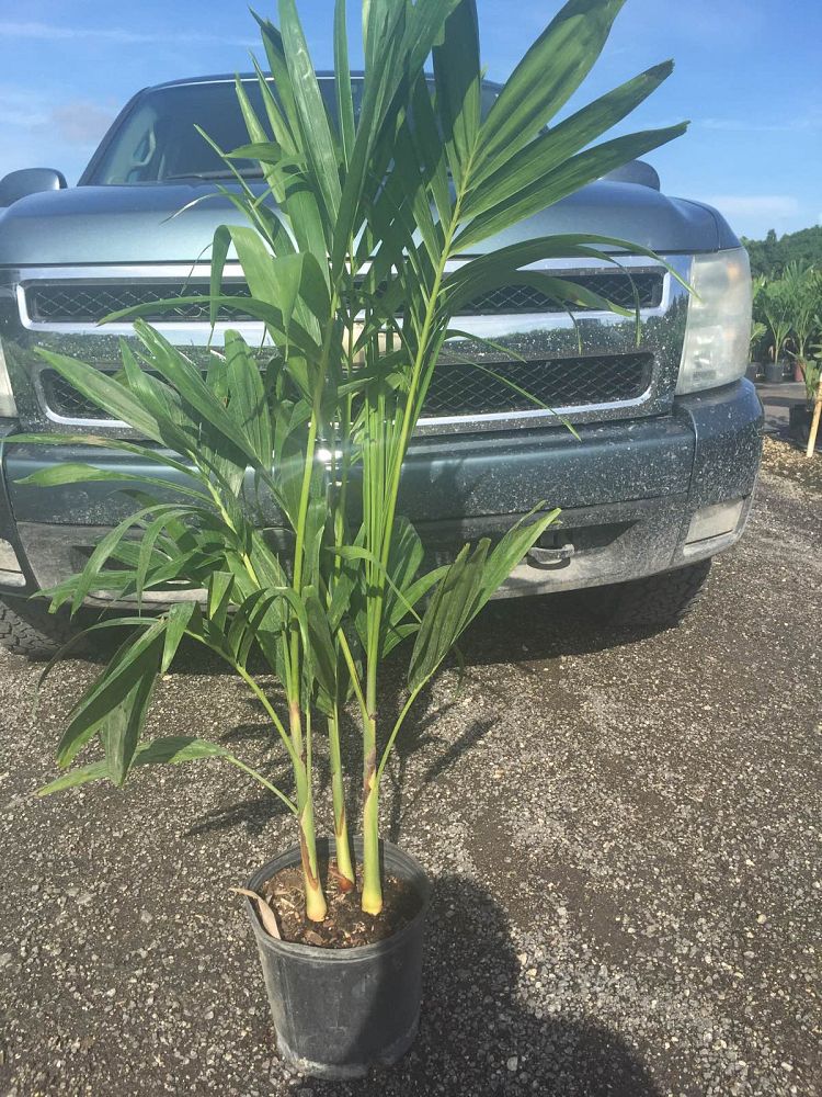 veitchia-merrillii-christmas-palm-adonidia-merrillii