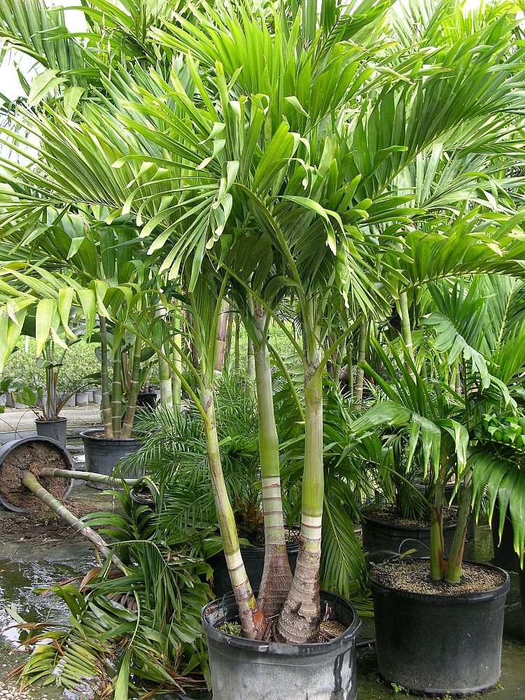 veitchia-merrillii-christmas-palm-adonidia-merrillii