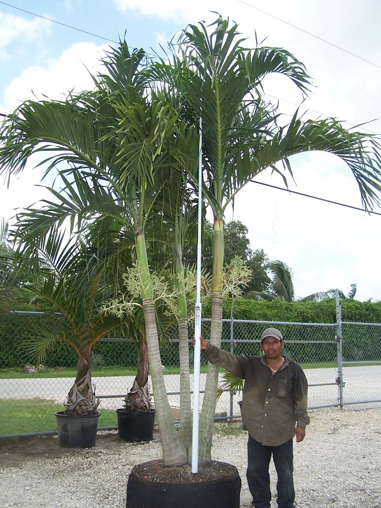 veitchia-merrillii-christmas-palm-adonidia-merrillii