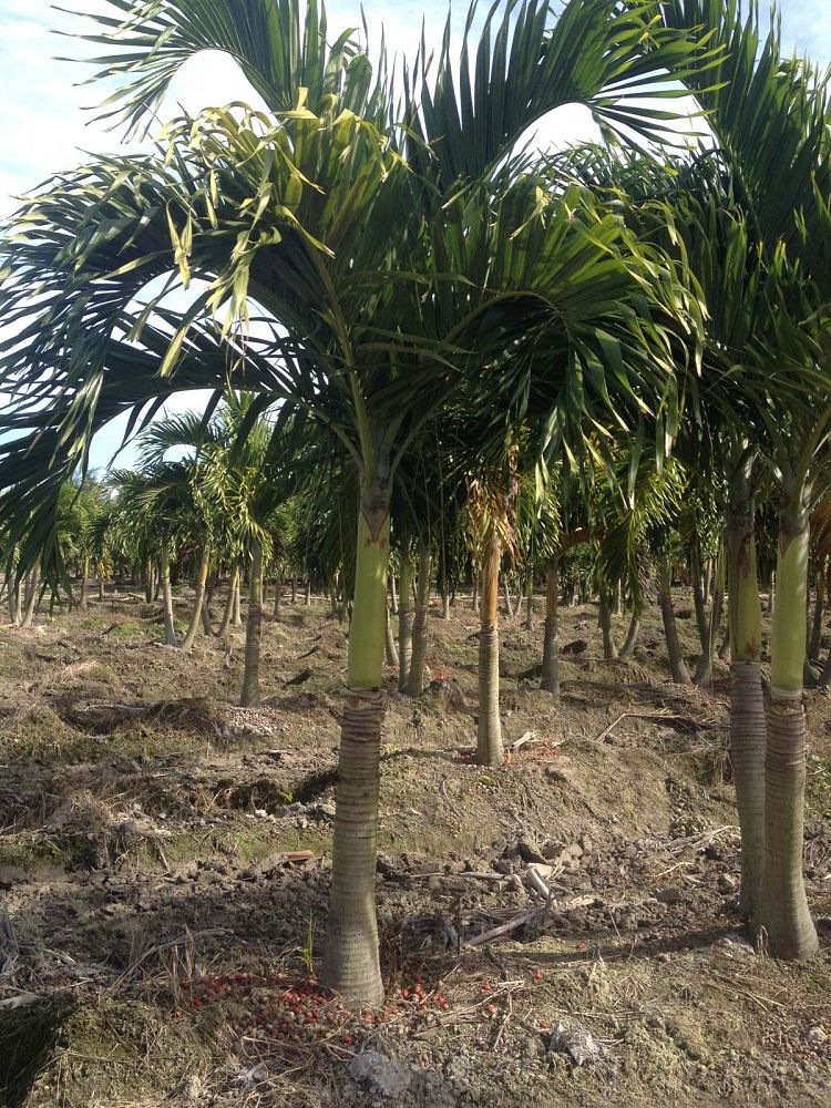 veitchia-merrillii-christmas-palm-adonidia-merrillii