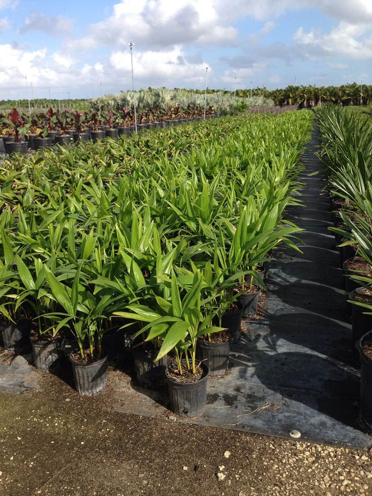 veitchia-merrillii-christmas-palm-adonidia-merrillii